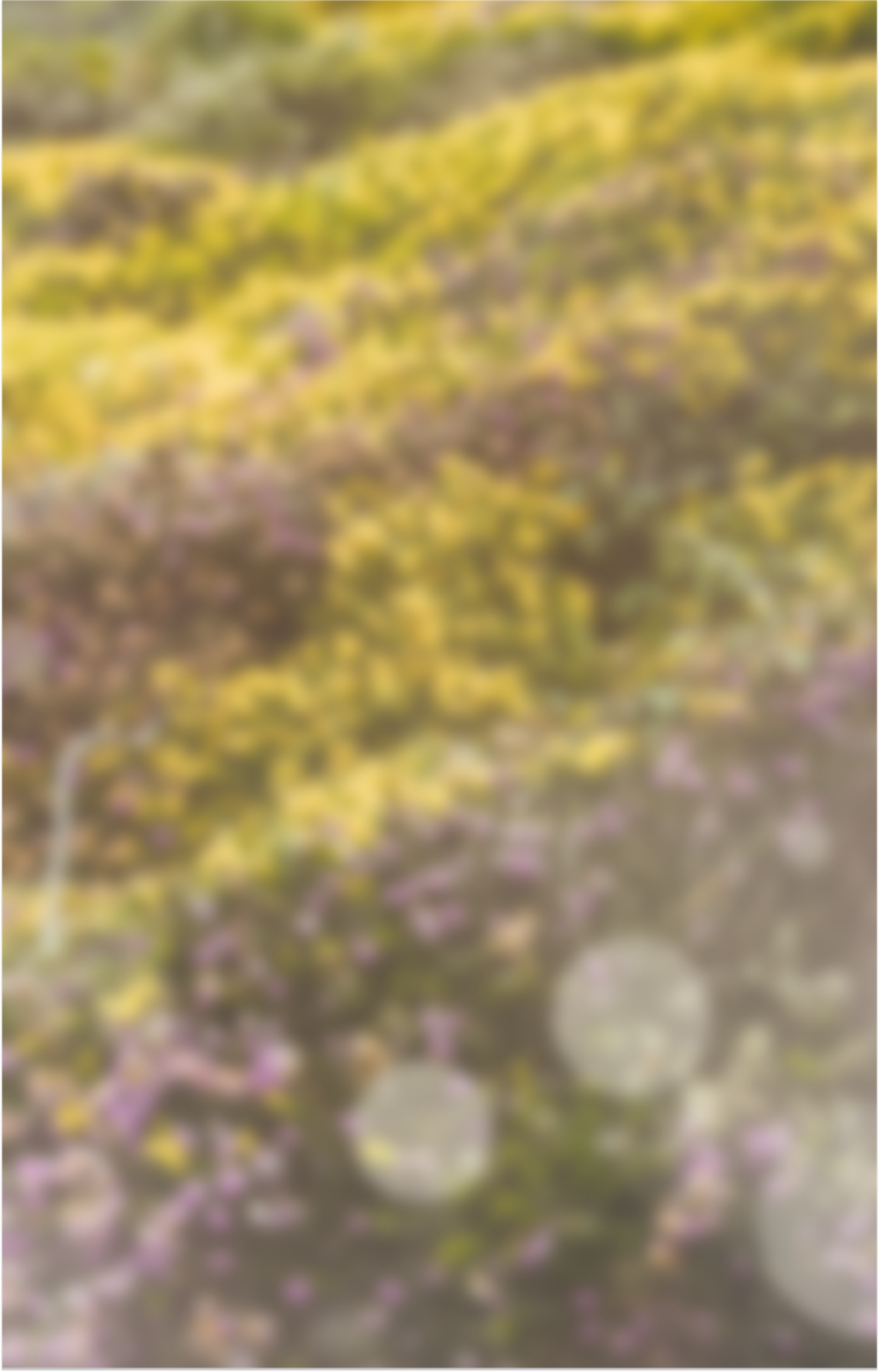 Flower background
